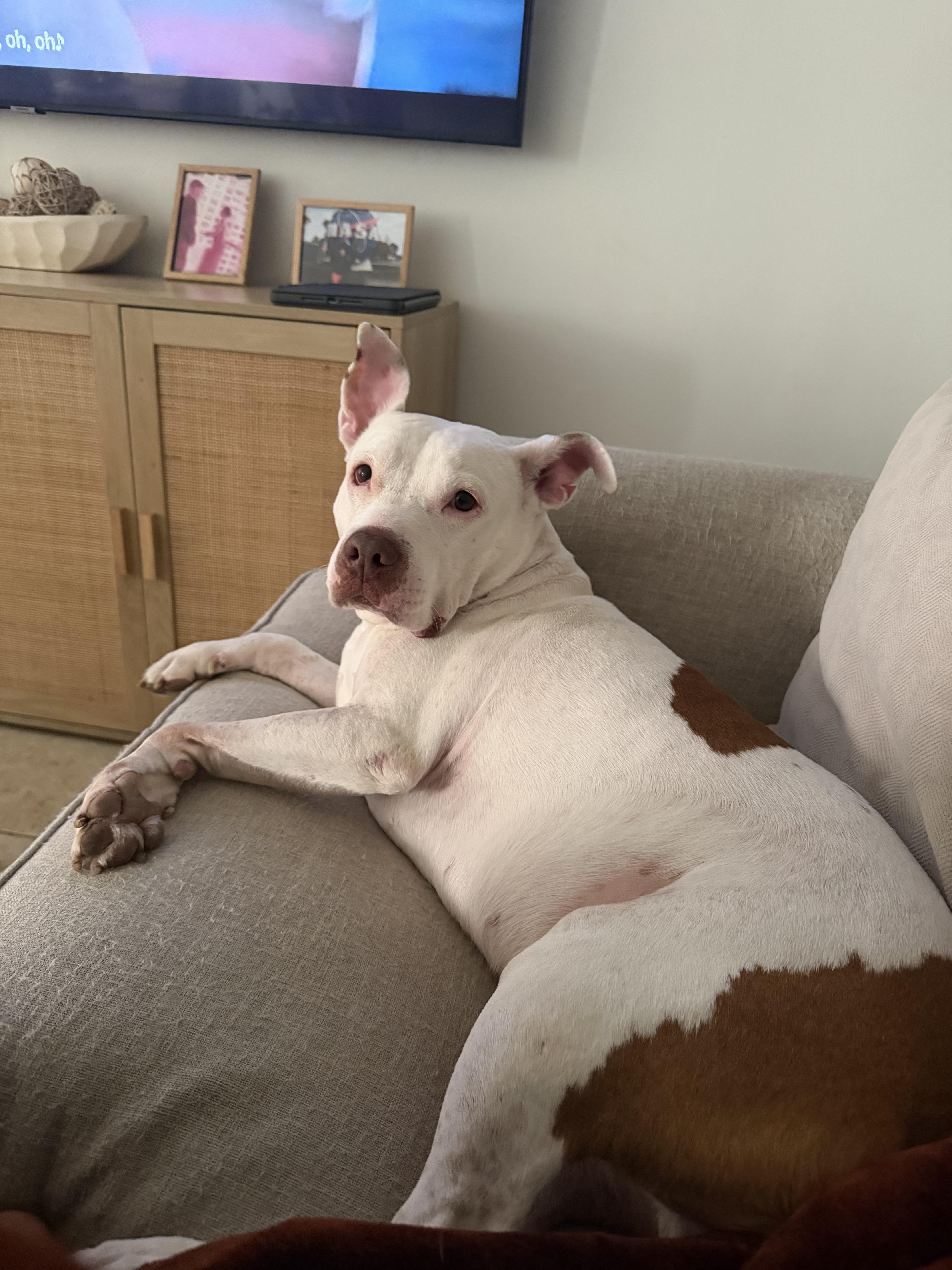 An adult medium-sized male White / Cream Pit Bull Terrier dog named King for adoption in North Miami, FL