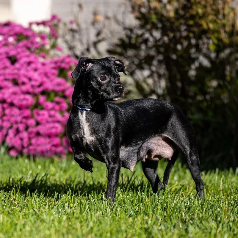 An adult small-sized female Chihuahua dog named Hershey for adoption in Council Bluffs, IA