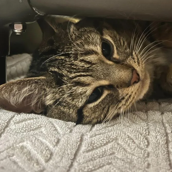 An adult medium-sized female Brown / Chocolate Domestic Short Hair cat named Kit Kat for adoption in Owosso, MI