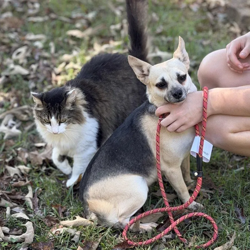 An adult small-sized female Chihuahua dog named Bo Peep for adoption in Locust Fork, AL