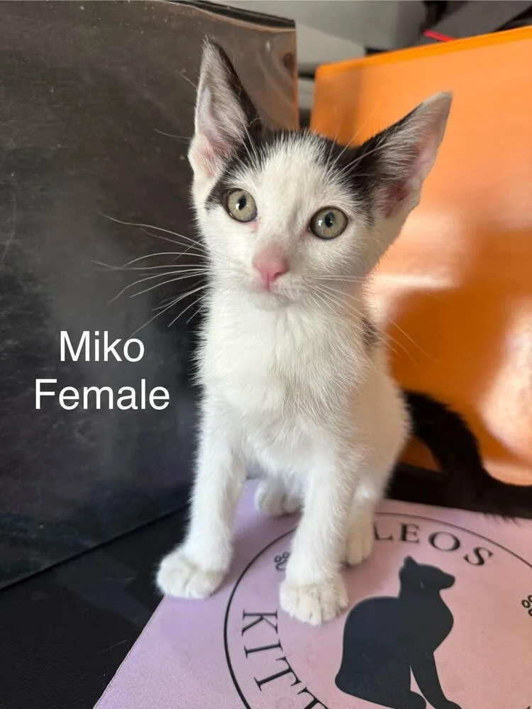 Miko thumbnail 2