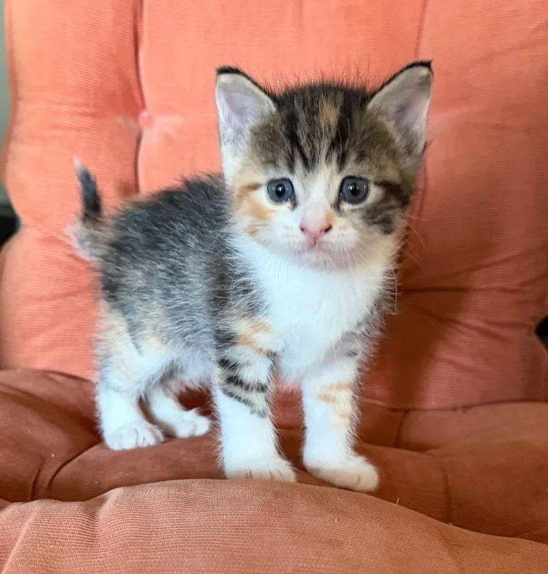 A baby medium-sized female Domestic Short Hair cat named Tansy for adoption in Columbia, IL
