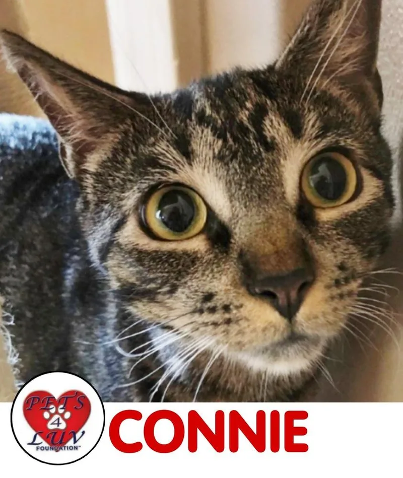 Connie Laurelton thumbnail 3