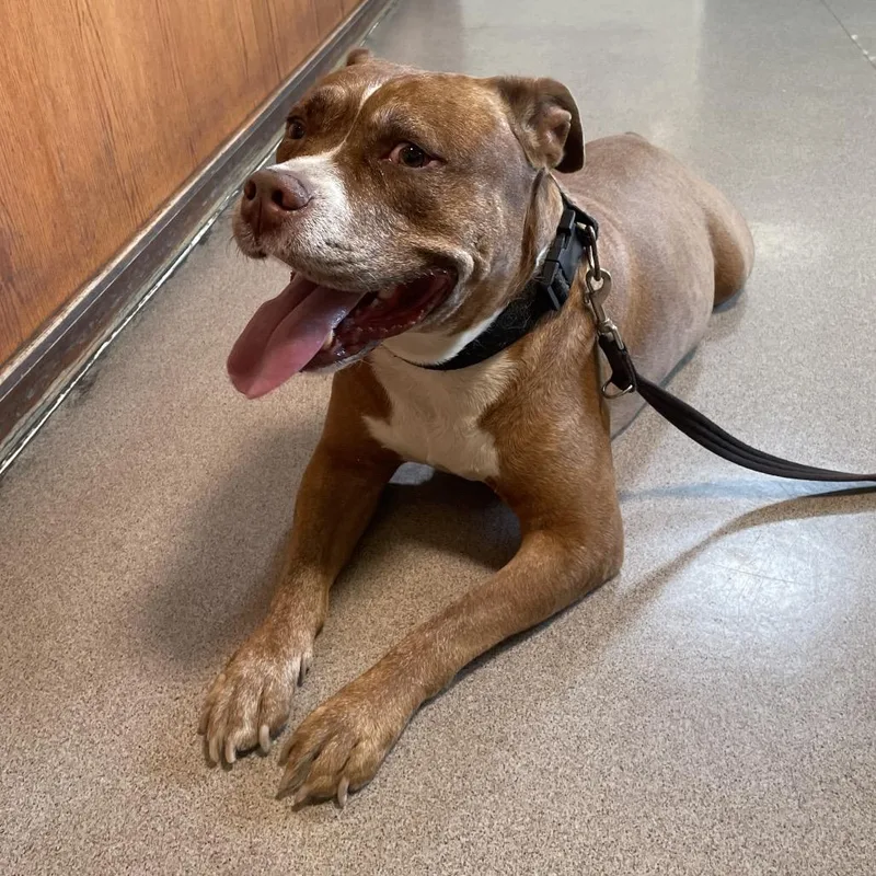 A senior large-sized male Red / Chestnut / Orange Pit Bull Terrier dog named Louie for adoption in Pasadena, CA