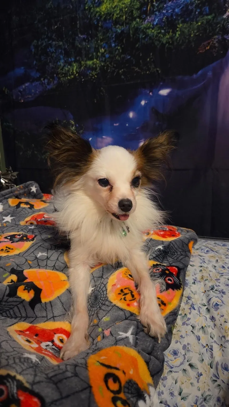 An adult small-sized male White / Cream Papillon dog named Master Loki for adoption in Evansville, IN