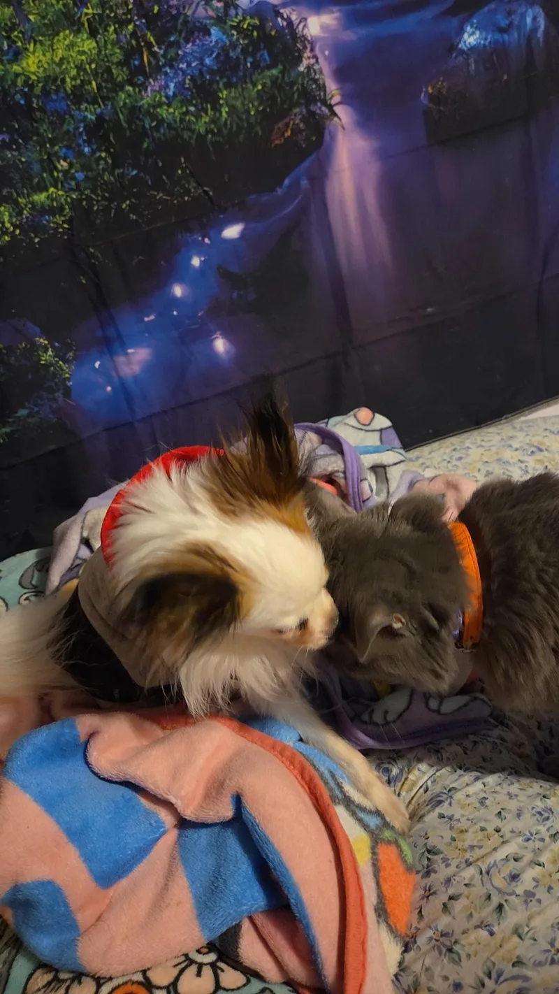 Master Loki thumbnail 2