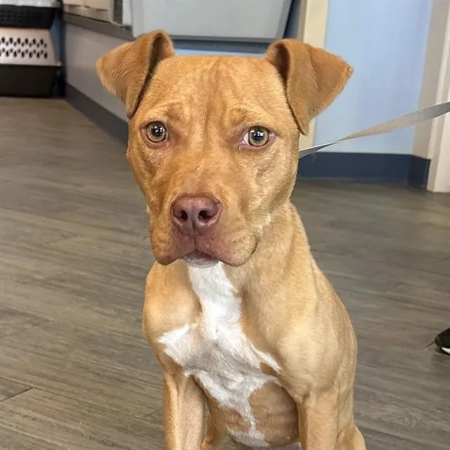 A young small-sized female Pit Bull Terrier dog named Maple for adoption in St. Louis, MO