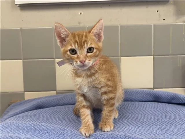 A baby small-sized male Domestic Short Hair cat named Bassey for adoption in San Pedro, CA