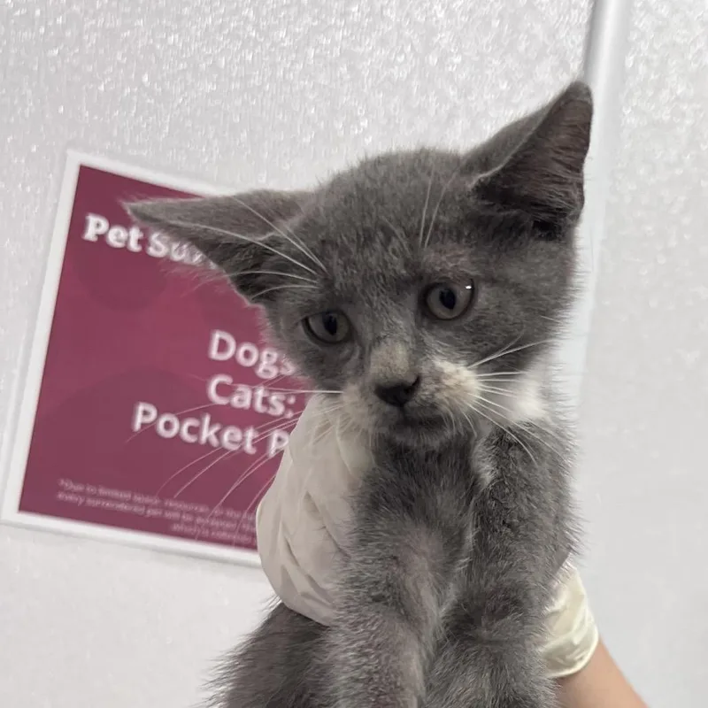 A baby small-sized male Gray / Blue / Silver Domestic Short Hair cat named Ooky for adoption in Clearwater, FL