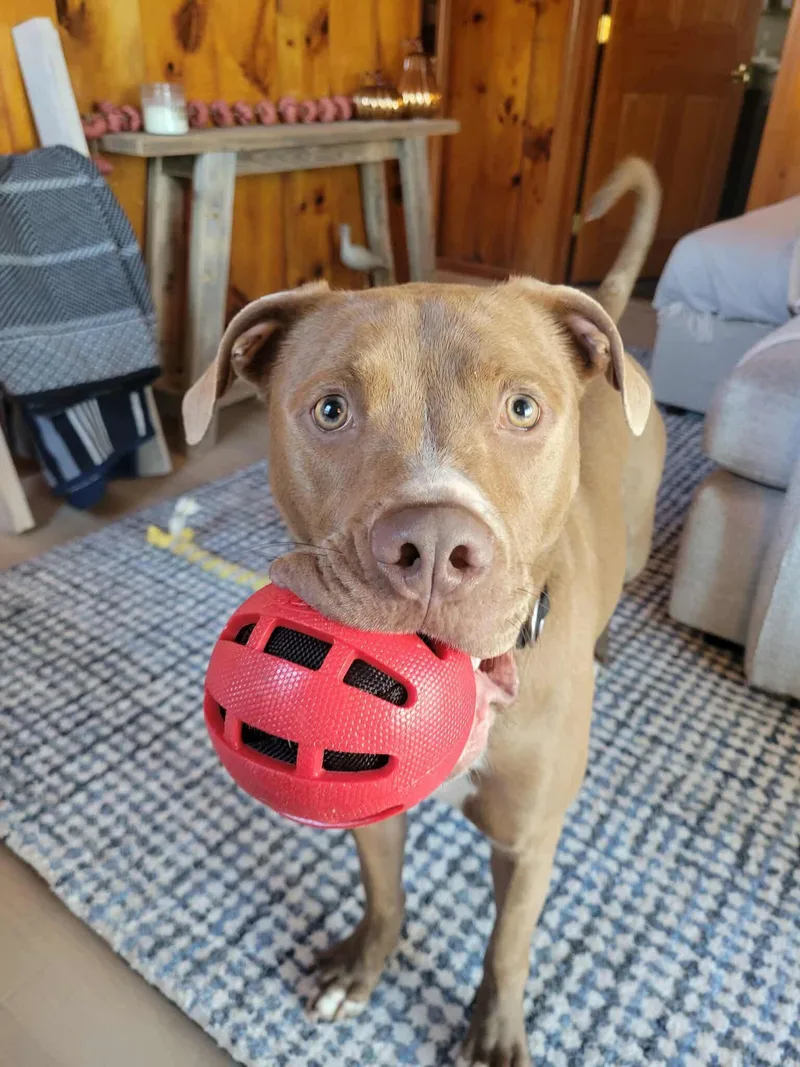 A young large-sized female Brown / Chocolate Pit Bull Terrier dog named Bella for adoption in Griswold, CT