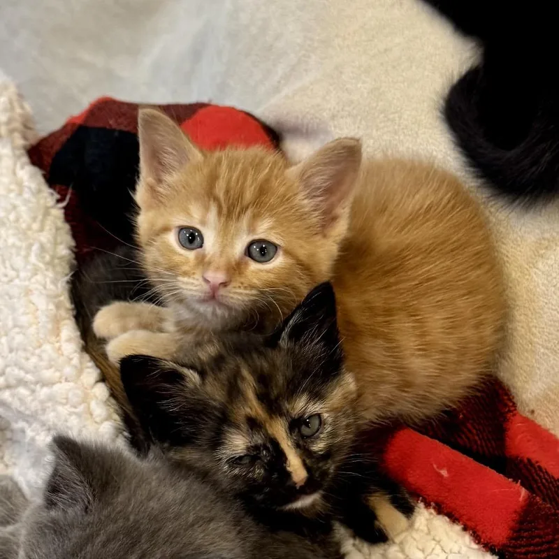 Ginger thumbnail 4