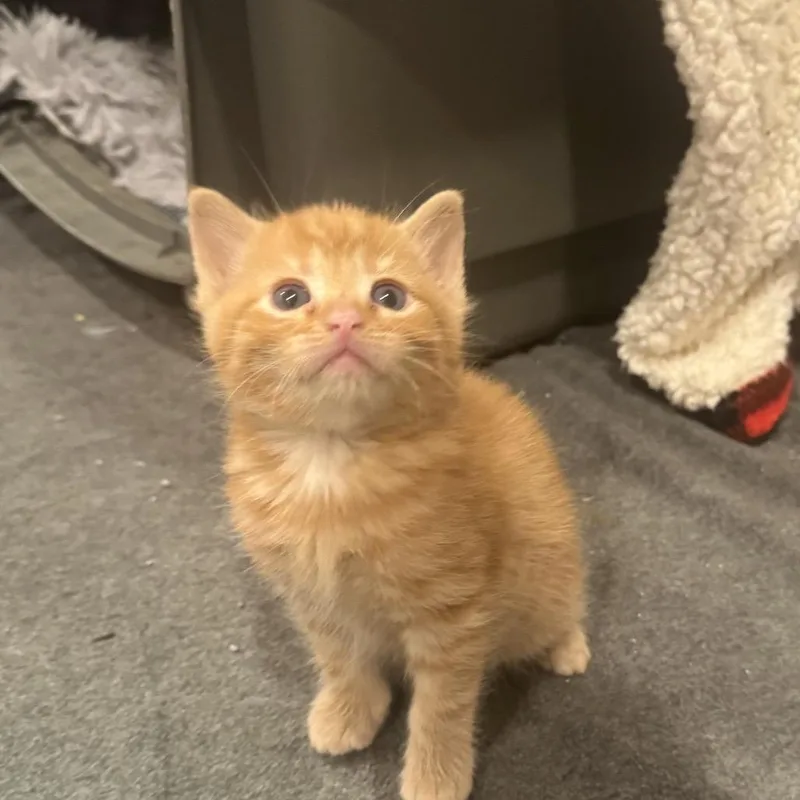 Ginger thumbnail 5