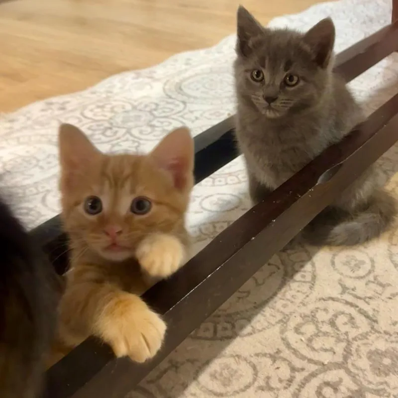 Ginger thumbnail 6