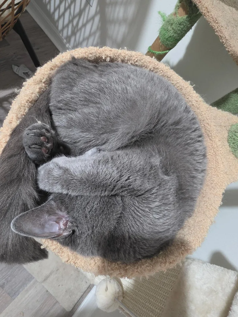 An adult medium-sized female Gray / Blue / Silver Russian Blue cat named Mira for adoption in Perth Amboy , NJ