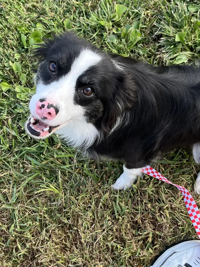 An adult medium-sized female Black Border Collie dog named Marley for adoption in Farmington, MO
