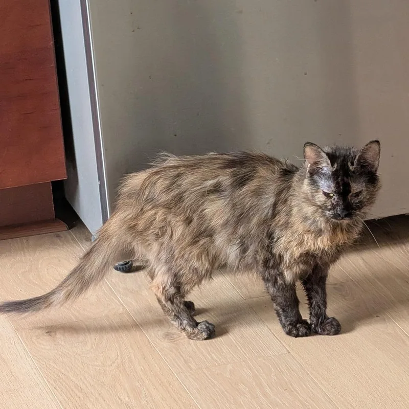 A young medium-sized female Tortoiseshell Domestic Medium Hair cat named Stella Artois for adoption in PITTSBURGH, PA
