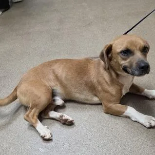 An adult small-sized male Brown / Chocolate Mixed Breed dog named Slinky for adoption in East Smithfield , PA