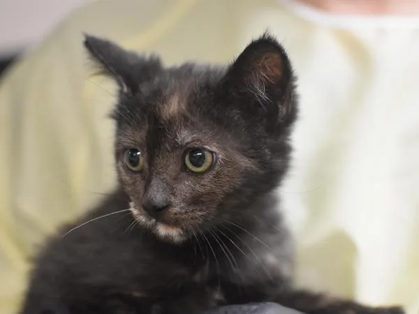 A baby small-sized female Domestic Short Hair cat named Arnold for adoption in Portland, OR