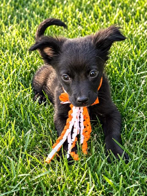 A baby medium-sized female Shih Tzu dog named Raven for adoption in Plainfield, IL