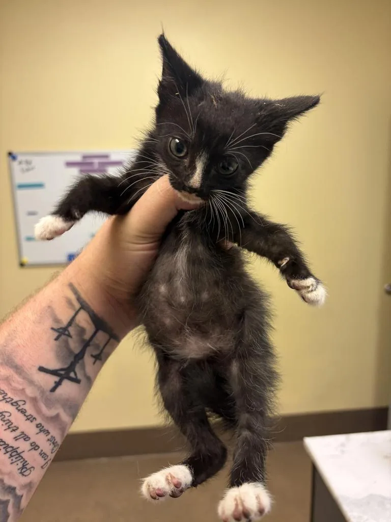 A baby medium-sized male Domestic Short Hair cat named Tuxedo ✅ for adoption in Florence, SC