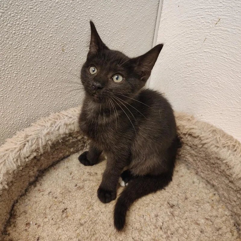 A young small-sized male Black & White / Tuxedo Domestic Short Hair cat named Chow Mein for adoption in Indiana, PA