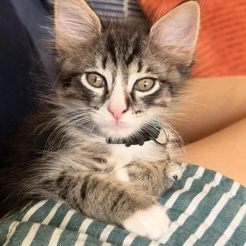 A baby medium-sized male Tabby (Gray / Blue / Silver) Domestic Long Hair cat named Pink Nose for adoption in Fort Worth, TX