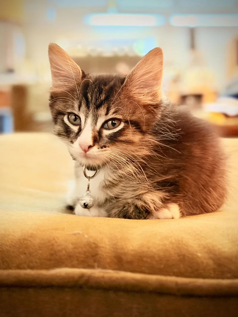 Pink Nose thumbnail 3