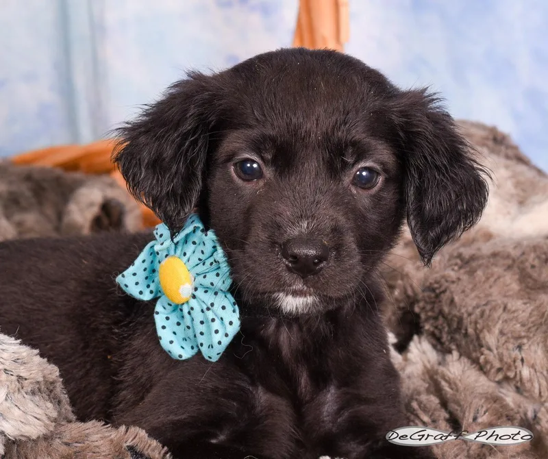 A baby medium-sized female Labrador Retriever dog named Stella for adoption in Pittsboro, NC