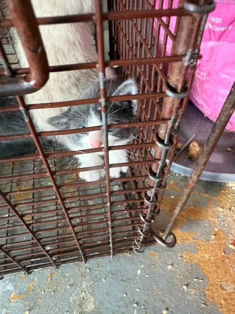 A baby small-sized male Domestic Short Hair cat named Gingey for adoption in Brownwood, TX