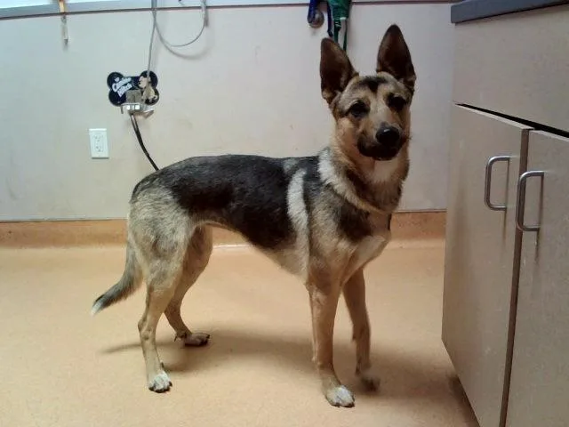 An adult large-sized female German Shepherd Dog dog named Elise for adoption in Martinez, CA