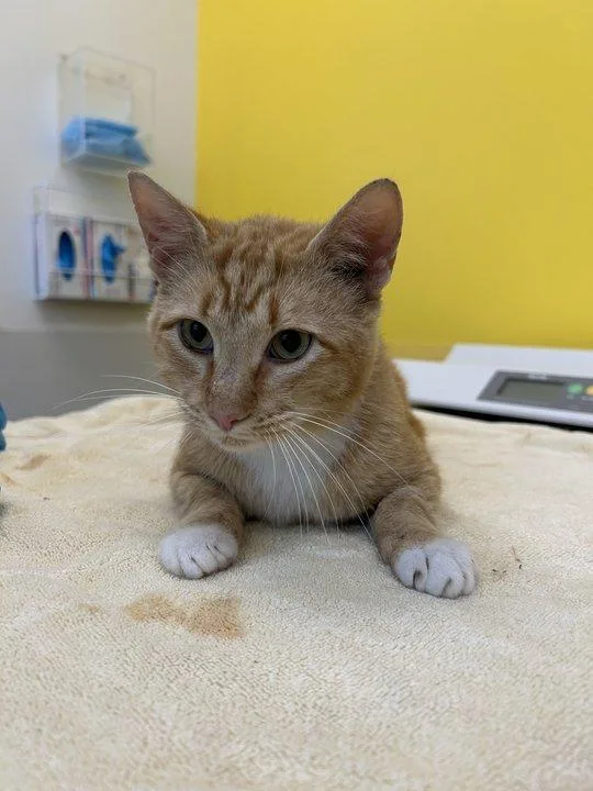 An adult small-sized male Tabby (Orange / Red) Domestic Short Hair cat named Nemo for adoption in Raleigh, NC