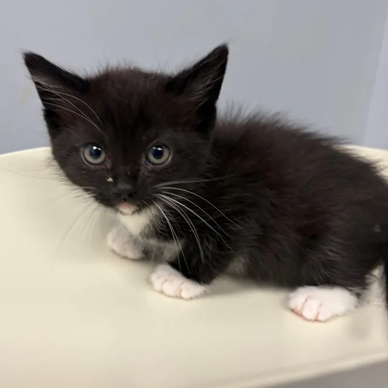 A baby small-sized male Black Domestic Short Hair cat named Puck for adoption in Columbus, GA