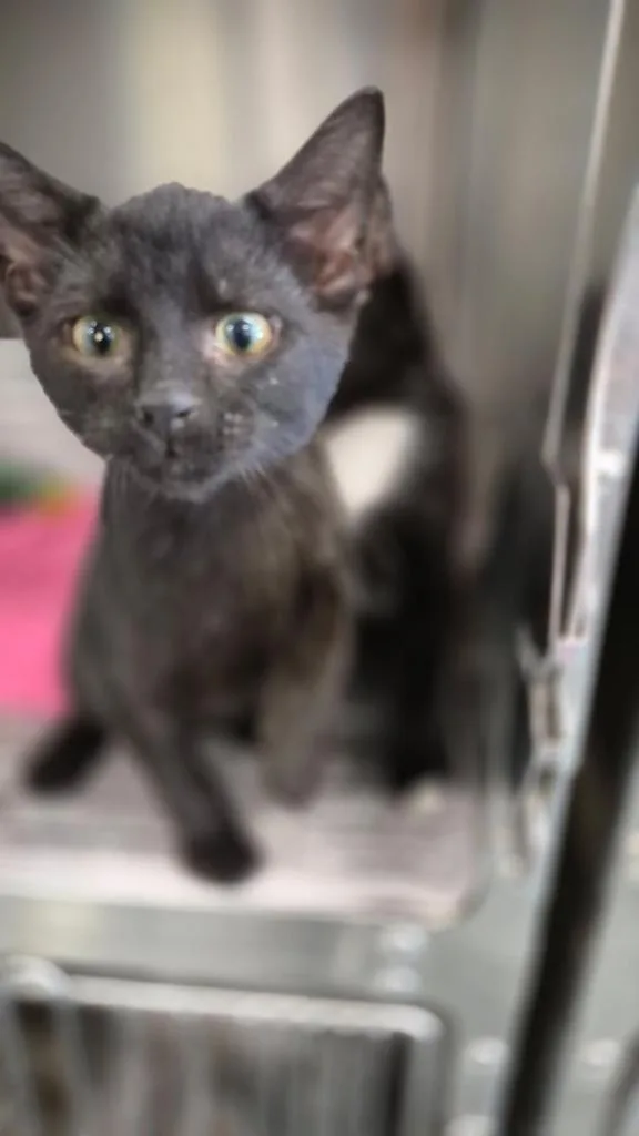 A baby medium-sized male Domestic Short Hair cat named Westley for adoption in Portland, IN