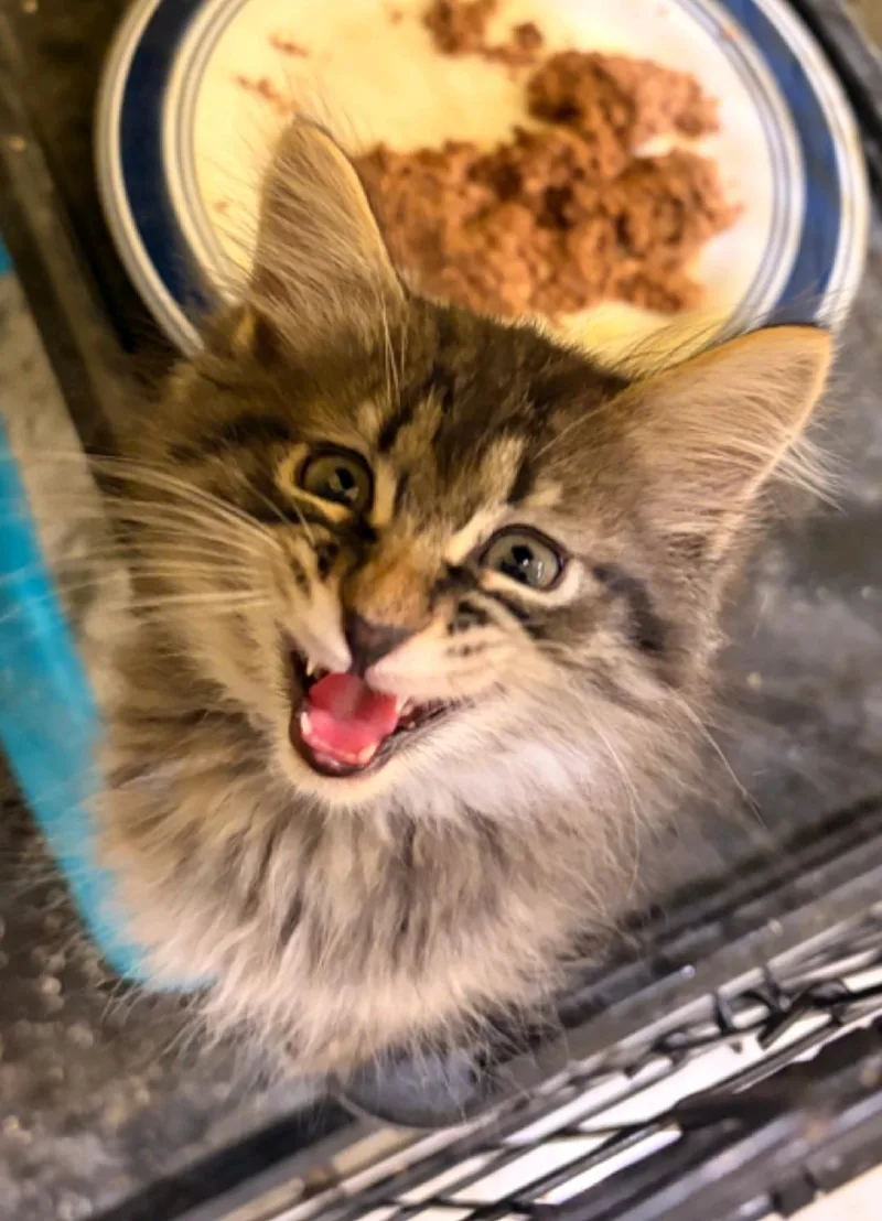 A baby medium-sized male Domestic Medium Hair cat named Kermit for adoption in Reno, NV