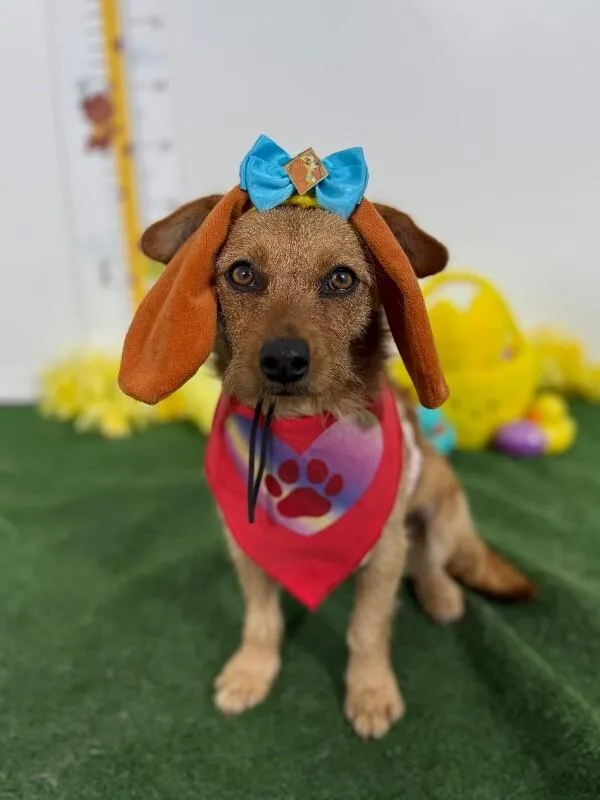 A young small-sized female Brown / Chocolate Border Terrier dog named Raine for adoption in Carlsbad, CA