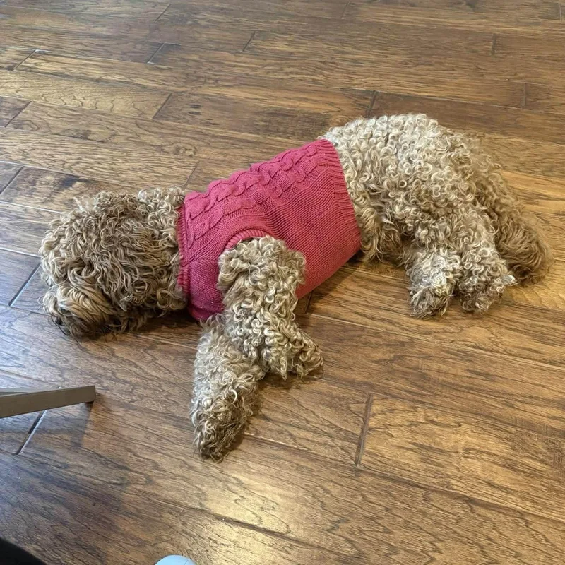 Bruno Golden Doodle