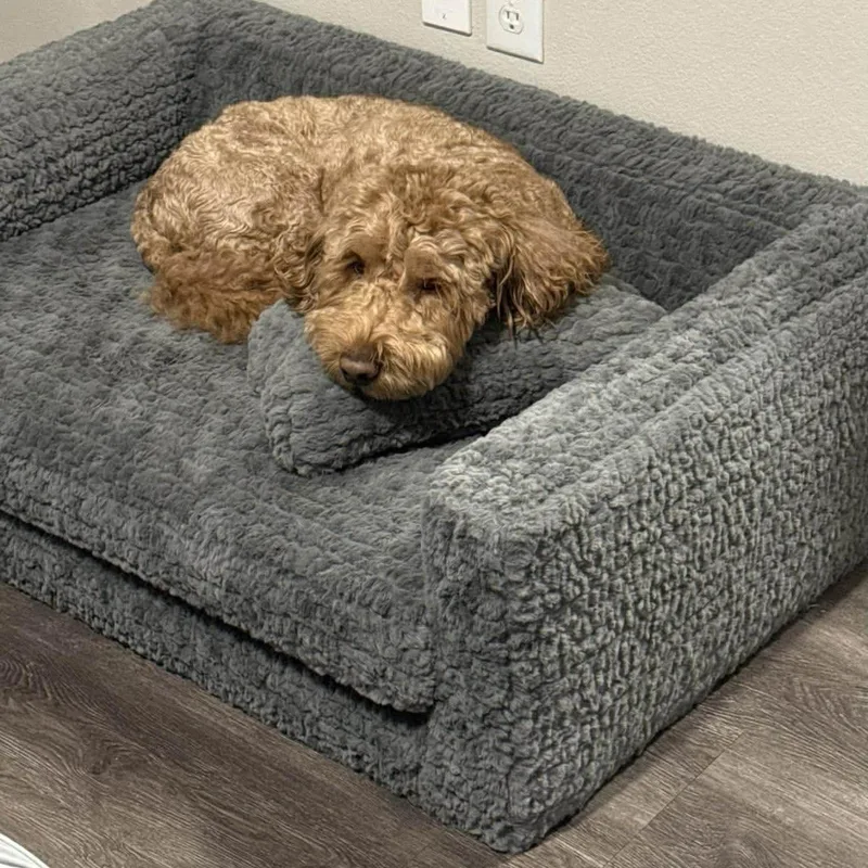 Bruno Golden Doodle thumbnail 2