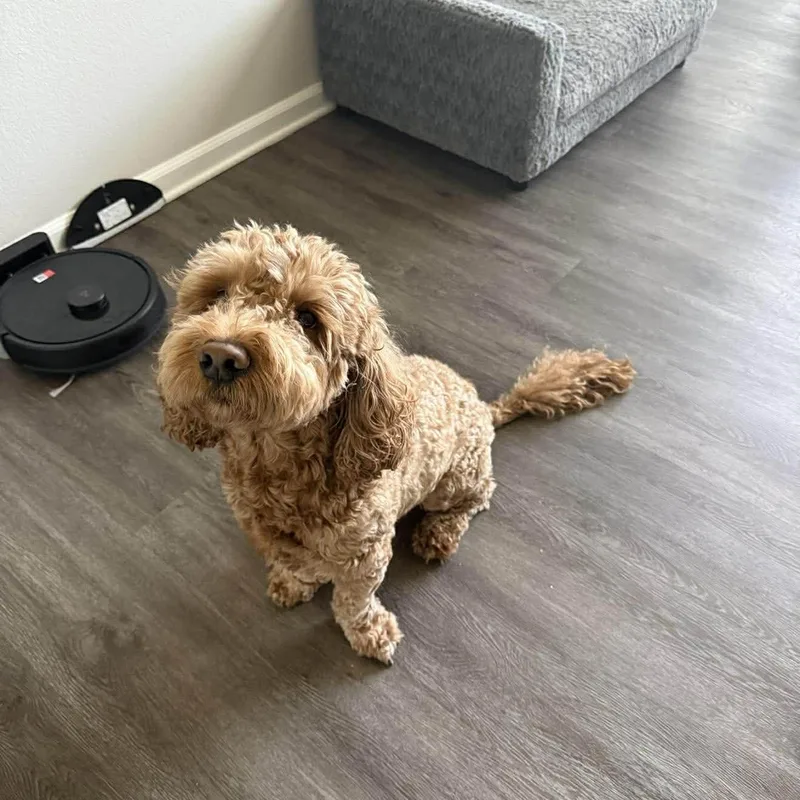 Bruno Golden Doodle thumbnail 4