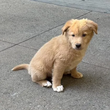 A baby small-sized male Shepherd dog named Bud for adoption in Atlanta, GA