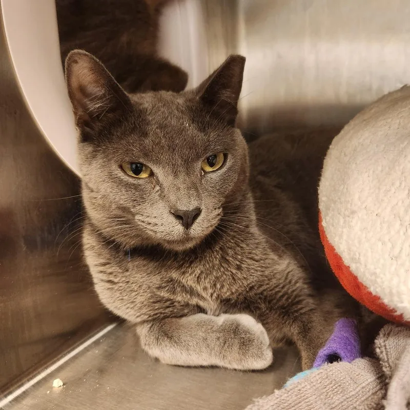 An adult medium-sized male Gray / Blue / Silver Domestic Short Hair cat named Ivan for adoption in Englewood, FL