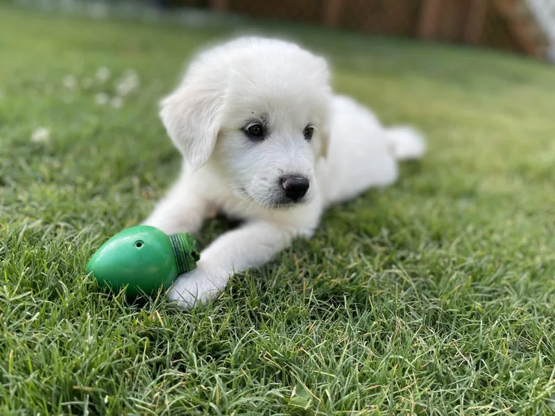 A baby large-sized male White / Cream Great Pyrenees dog named Finn for adoption in Richmond, VA