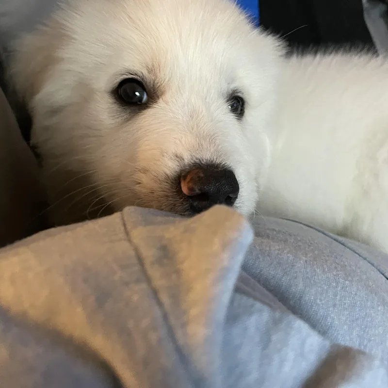 Finn thumbnail 6