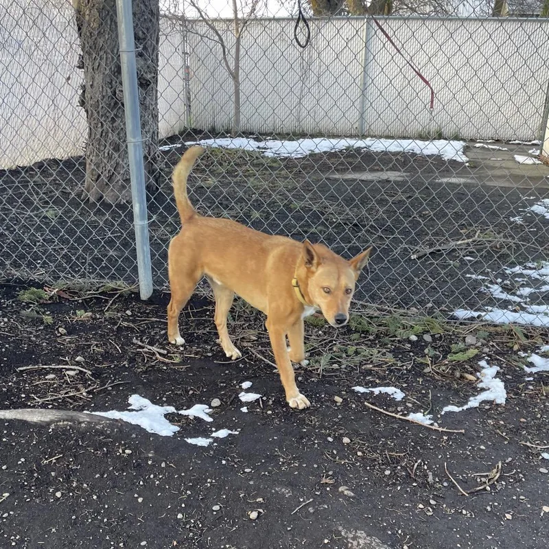 An adult large-sized male Golden Shiba Inu dog named Titan for adoption in Spokane, WA