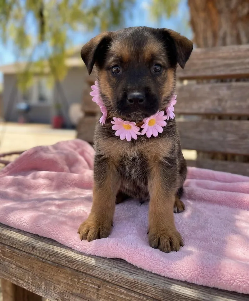 A baby medium-sized female German Shepherd Dog dog named Chenille for adoption in Anza, CA