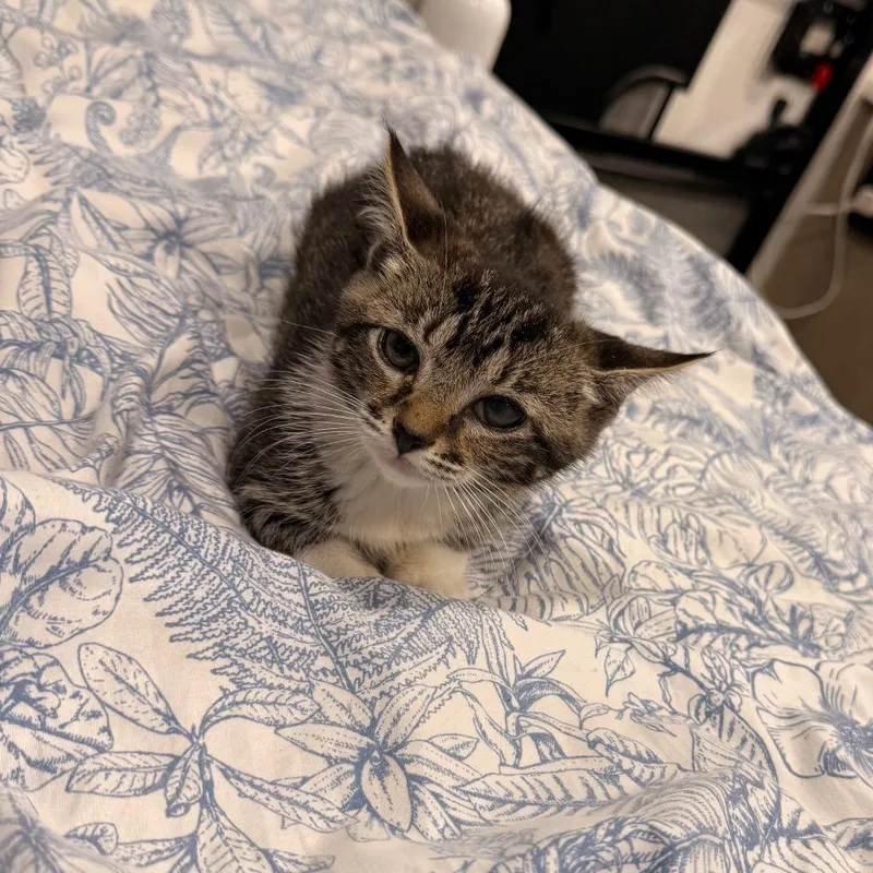 A baby small-sized male Gray / Blue / Silver Domestic Short Hair cat named Cilantro for adoption in Chattanooga, TN