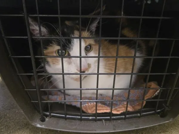 A senior small-sized female Domestic Short Hair cat named Ziva for adoption in Oceanside, CA