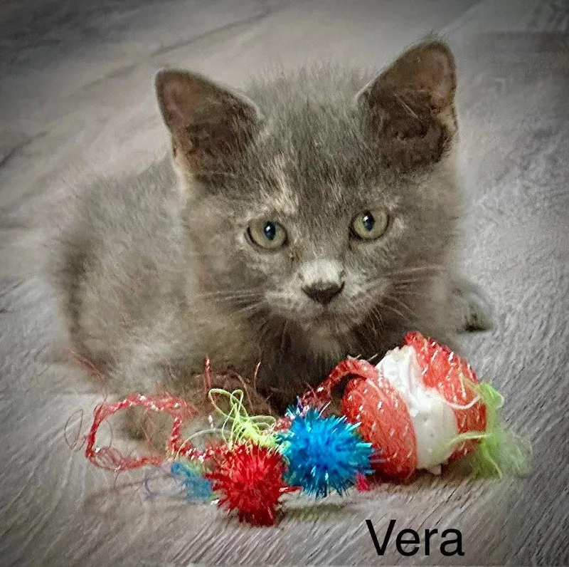A baby small-sized female Domestic Short Hair cat named Vera for adoption in Saint George, UT