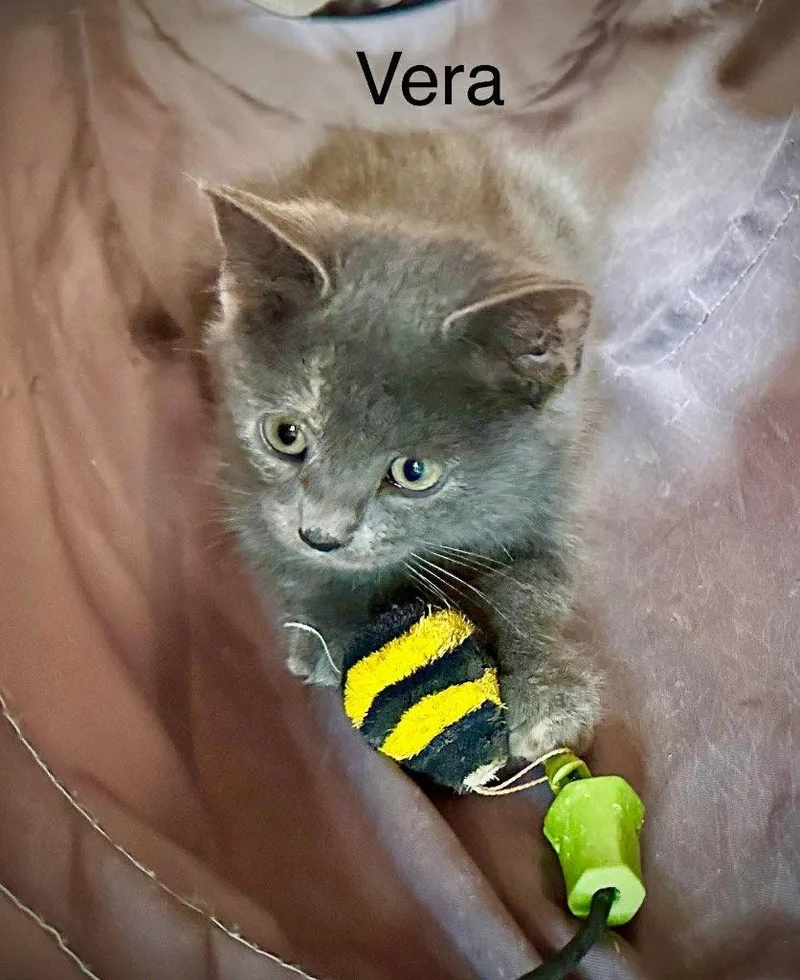 Vera thumbnail 2