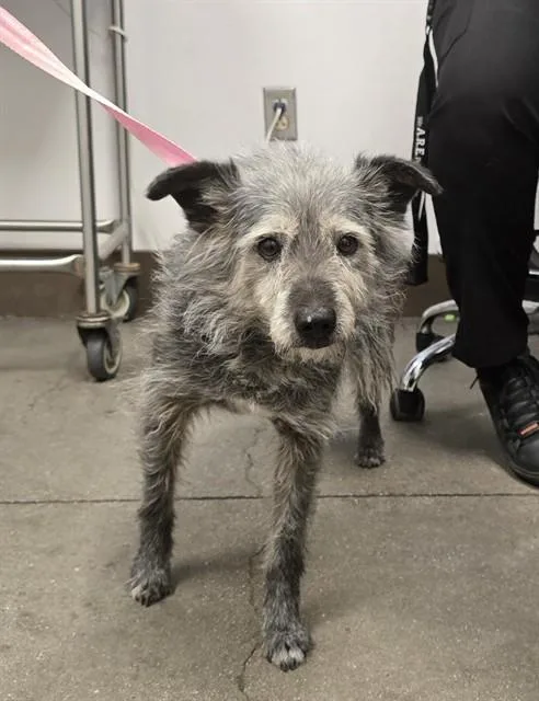 An adult small-sized female Terrier dog named Lucy for adoption in Tucson, AZ