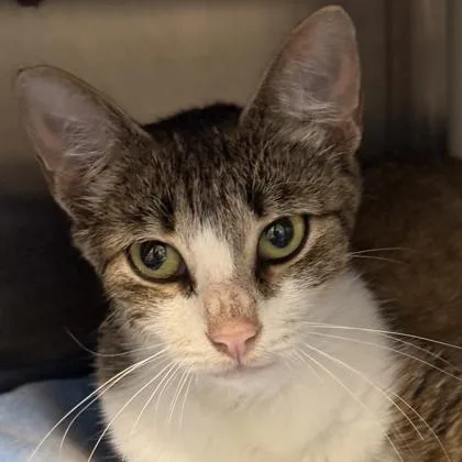 An adult medium-sized female Tabby (Buff / Tan / Fawn) Domestic Short Hair cat named Butters for adoption in Lansing, MI